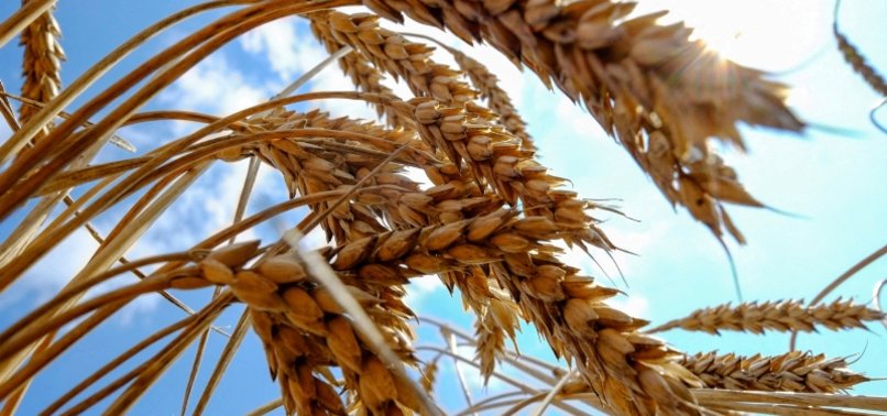 UKRAINE INTRODUCES EXPORT LICENCES FOR KEY AGRICULTURAL COMMODITIES