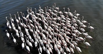 Flamingos nesting in eastern Turkey ready to migrate