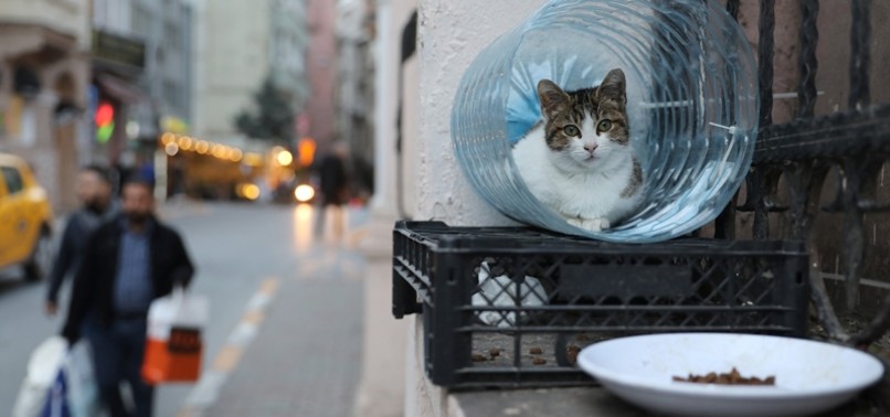 ISTANBULS BACK ALLEYS AND HIGH STREETS TEEM WITH CATS