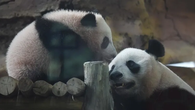 Giant panda cub Satrio Wiratama in Indonesia
