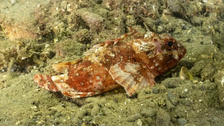 Marmara seabed footage shows marine life and mass die-off in deep waters