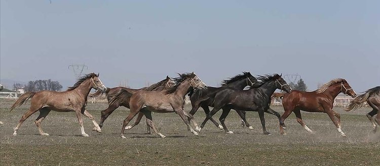 TİGEM 73 safkan Arap koşu tayı satacak