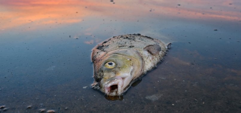 ODER FISH DIE-OFF NOT AFFECTING LAND ANIMALS, GERMAN EXPERTS SAY