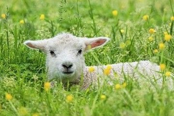 Kurban bayramı tatili ne kadar sürecek? 2022 Kurban Bayramı Hangi Gün?