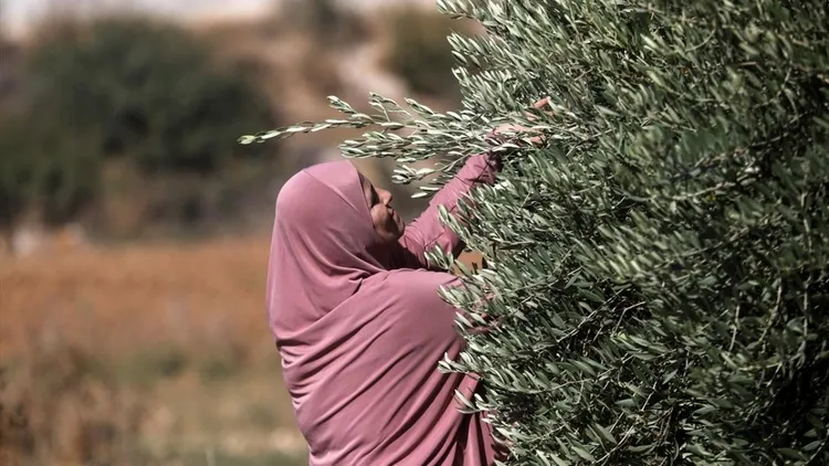 Olive harvest in the occupied West Bank