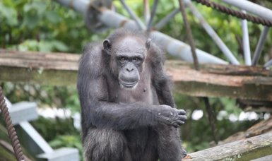 Renowned chimpanzee Ai dies at 49 in Japan