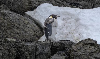 Emperor penguin population faces alarming decline due to global warming