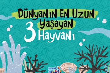 Mavimisket I Dünyanın en uzun yaşayan 3 hayvanı