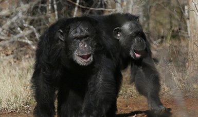 Police kill 2 chimpanzees after escaping from zoo in Colombia