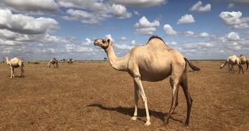 With refrigerated ATMs, camel milk business thrives