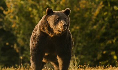 Iranian villagers who beat brown bear to death arrested