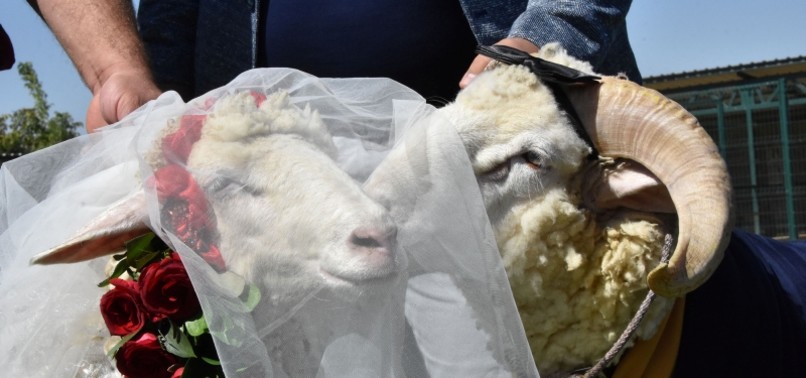 FOUR-LEGGED LOVE: RAM MARRIES SHEEP IN TURKEY
