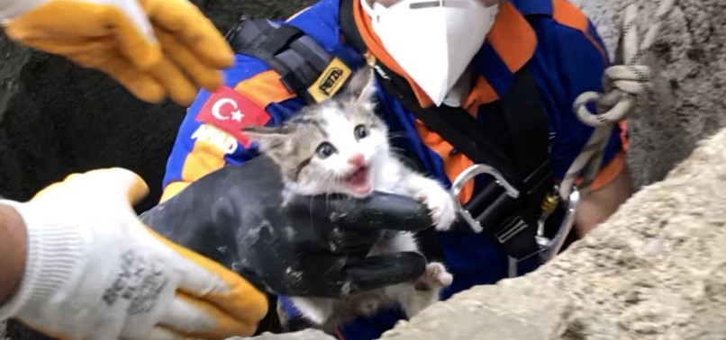 KITTENS SAVED BY RESCUE TEAMS, READY FOR NEW LIVES