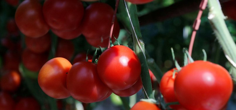 TURKISH TOMATO EXPORTER USING HOT SPRINGS TO LEAD WORLD