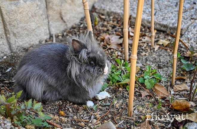 turkiye de yasayan endemik hayvan