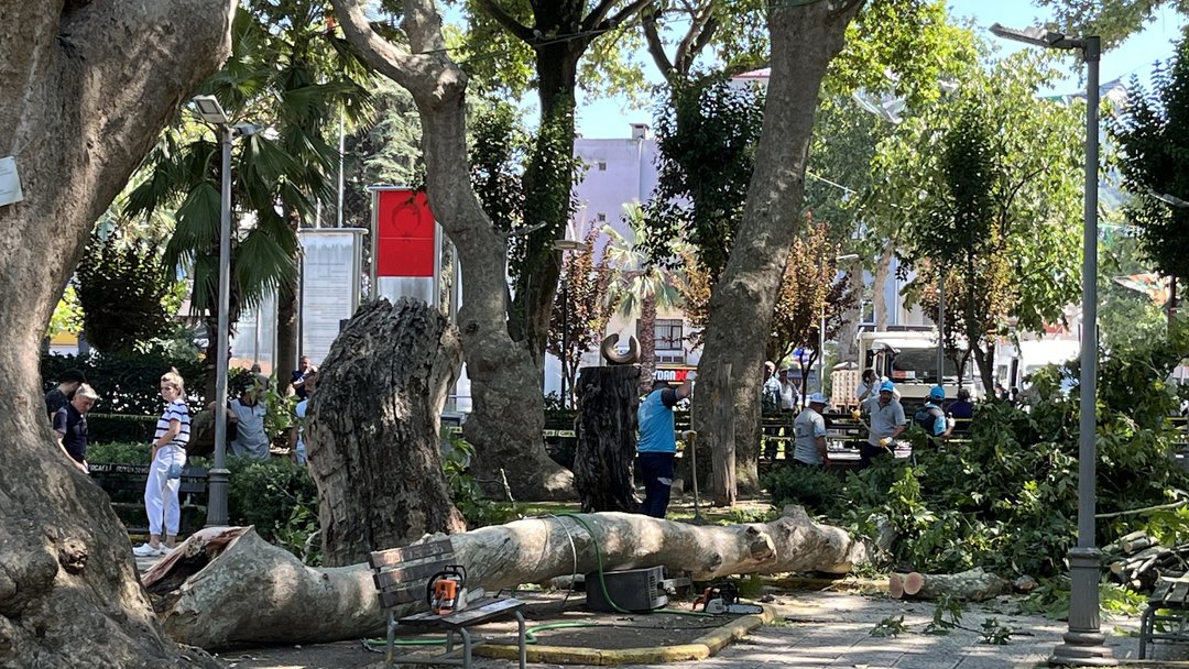 ÜZERLERİNE AĞAÇTAN KOPAN DAL DÜŞEN 3 KİŞİ YARALANDI