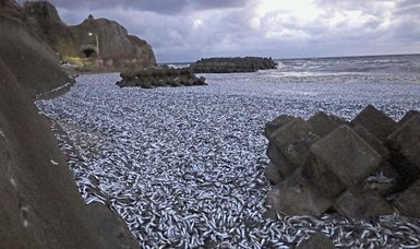 Hundreds of tons of dead fish washed up on beach in northern Japan