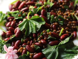 Ege Otlu Bakliyat Salatası