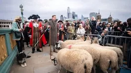 Londra’da Koyunların Geçişi