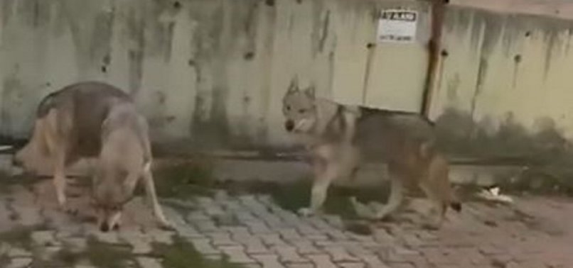 UNWELCOME GUESTS: HUNGRY WOLVES DESCEND UPON ISTANBULS BAŞAKŞEHIR DISTRICT IN SEARCH OF SUSTENANCE