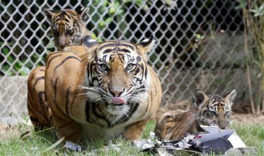 3 critically endangered Sumatran tigers lost to animal traps