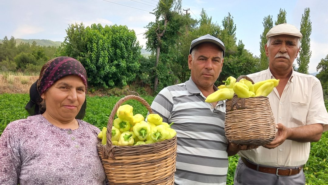 MEŞHUR BİBERDE HASAT VAKTİ
