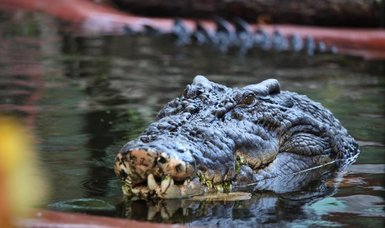 Dinosaur eating crocodile relative discovered