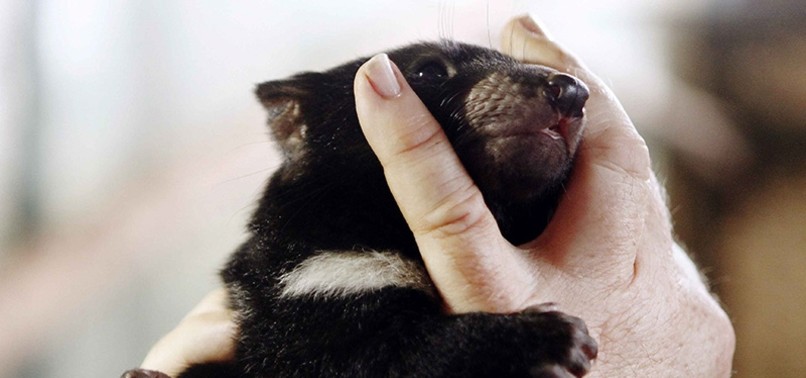 RARE TASMANIAN DEVILS FOUND IN AUSTRALIA