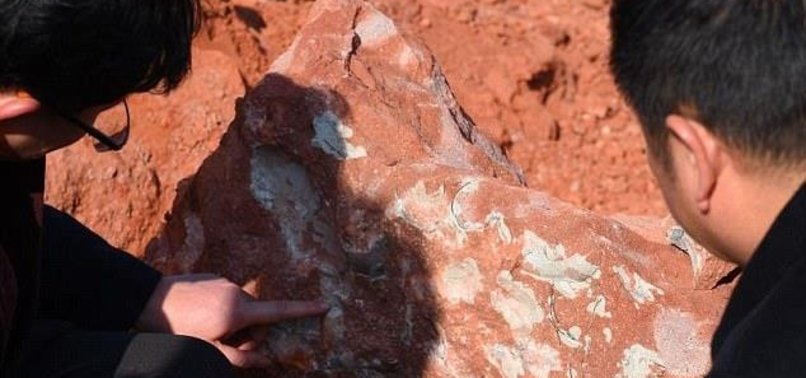80-MILLION-YEAR-OLD DINOSAUR EGG FOSSILS FOUND IN CHINA