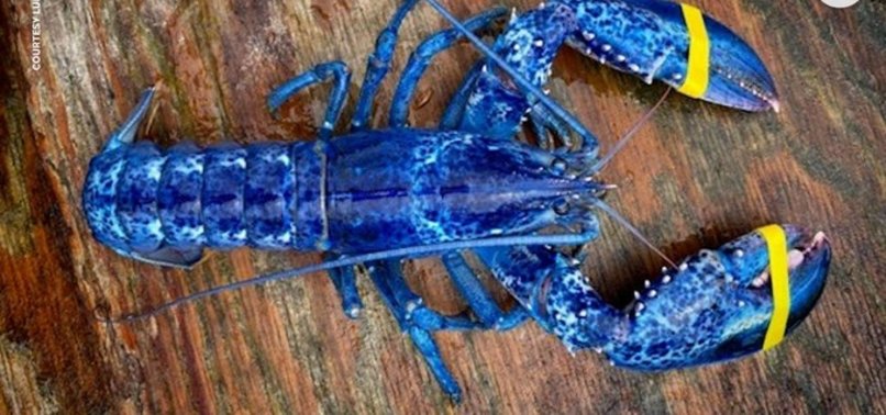 ONE IN TWO MILLION BLUE LOBSTER CAUGHT IN MAINE COSTS, US