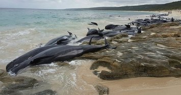 Australian rescuers race to save whales after mass stranding