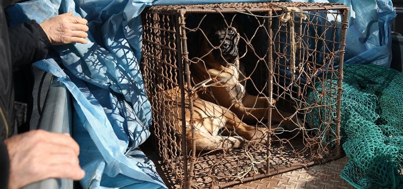 SOUTH KOREA PASSES LAW TO BAN DOG MEAT