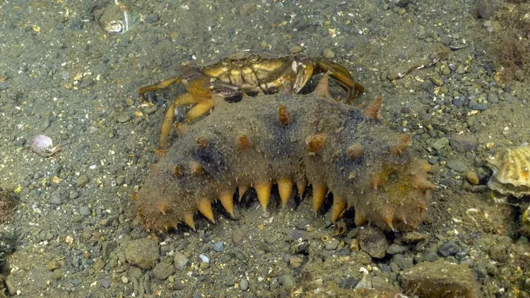Marmara seabed footage shows marine life and mass die-off in deep waters