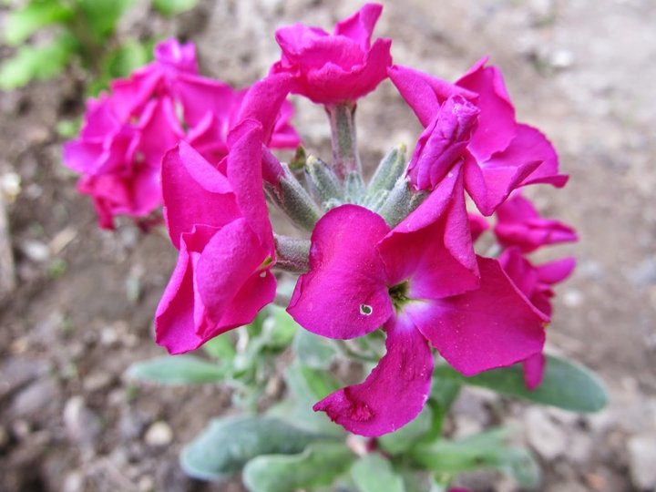 Edebiyatın velûd çiçekleri