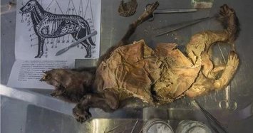 ‘Well-preserved’ 18,000-year-old puppy found in Siberia